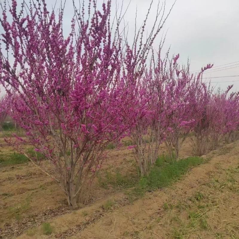 四川成都温江出售大量精品紫荆丛生紫荆巴杆红丛生巴杆红