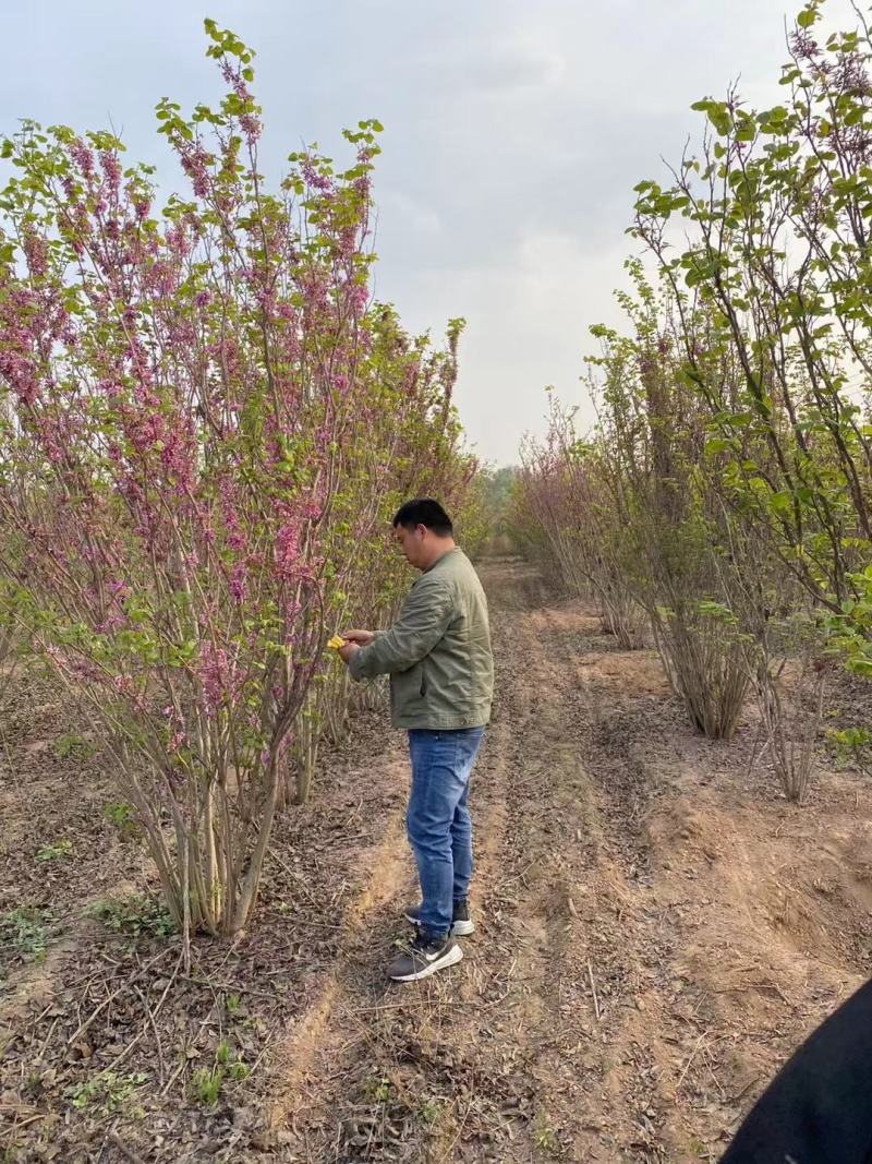 四川成都温江出售大量精品紫荆丛生紫荆巴杆红丛生巴杆红