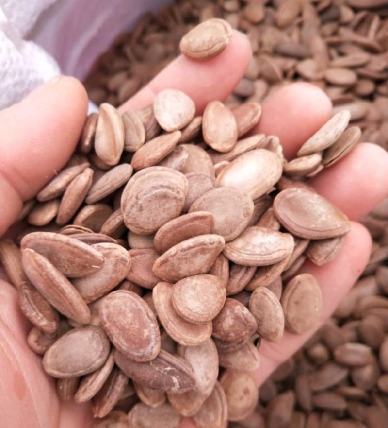 批发零售瓜蒌子瓜蒌仁量大从优农产品支持一件代发
