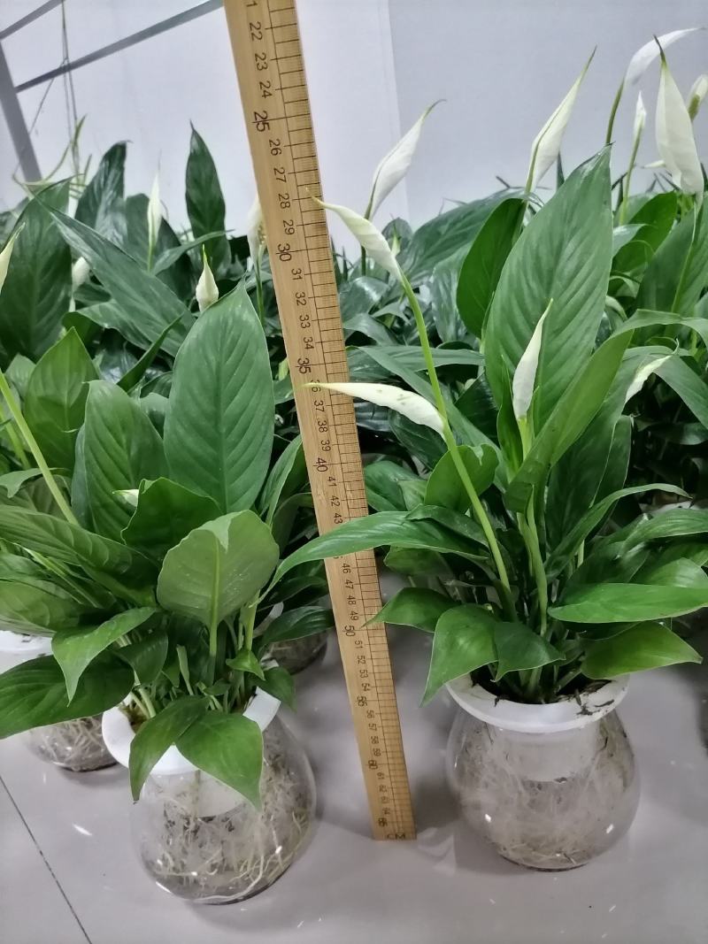 白掌一帆风顺基地直供仿玻璃杯水培白掌一箱15盆装
