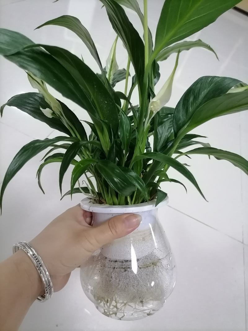 白掌一帆风顺基地直供仿玻璃杯水培白掌一箱15盆装