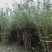 四川成都温江出售大量精品腊梅素心腊梅狗爪梅