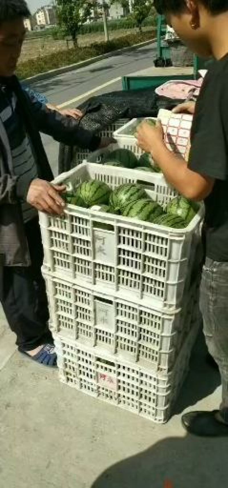 早春红玉小西瓜漂亮的很早春红玉小西瓜漂亮的很