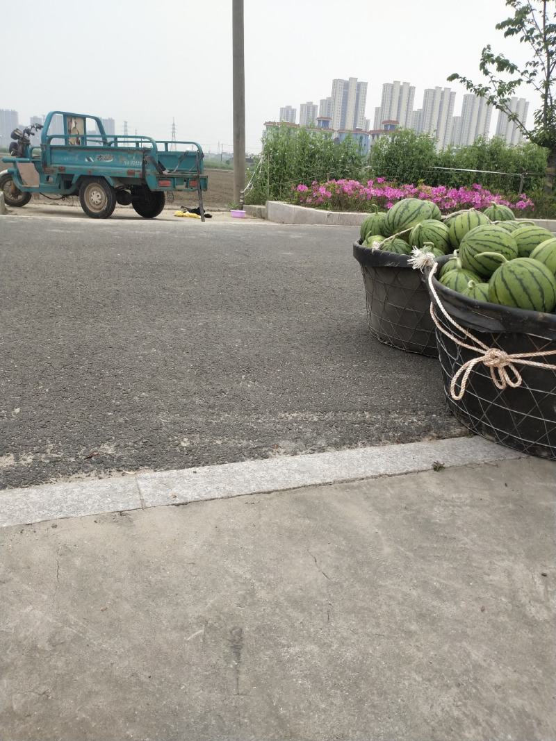 早春红玉小西瓜漂亮的很早春红玉小西瓜漂亮的很