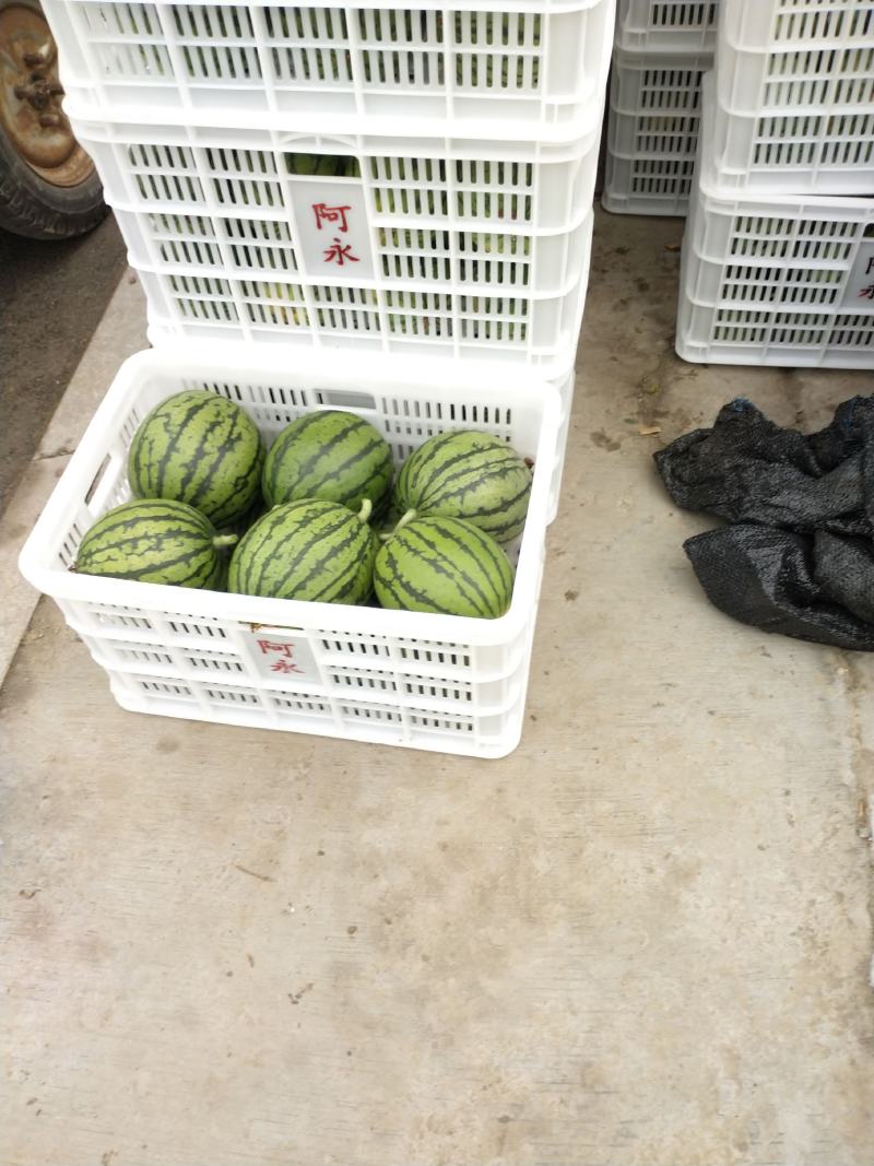 早春红玉小西瓜漂亮的很早春红玉小西瓜漂亮的很