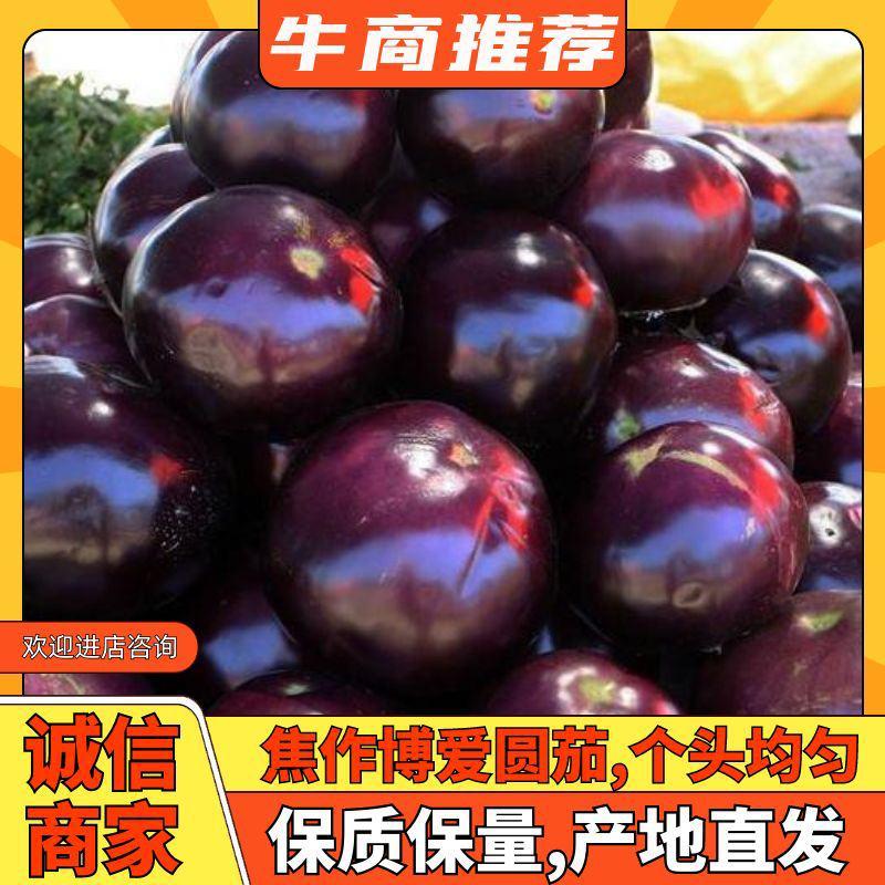 河南博爱紫光圆茄，大量上市，个头均匀颜色黑亮，基地直发。