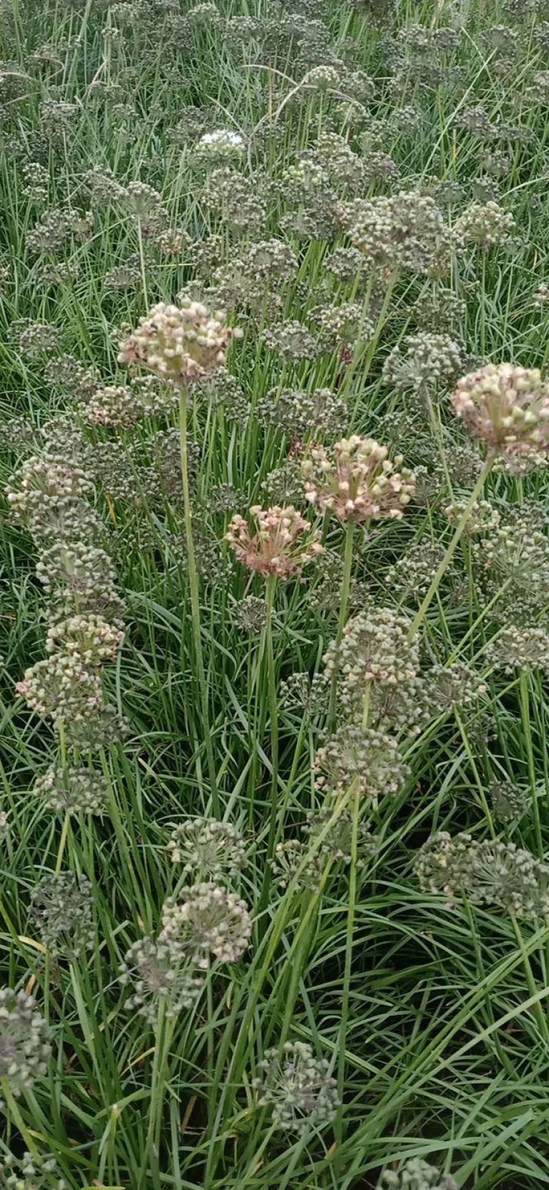 宽叶高产两年培育成的韭菜苗是大田大棚盆栽的好选择