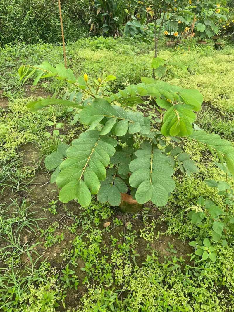 美国槐决明布袋苗基地大量现货，量大价优，欢迎各位客户