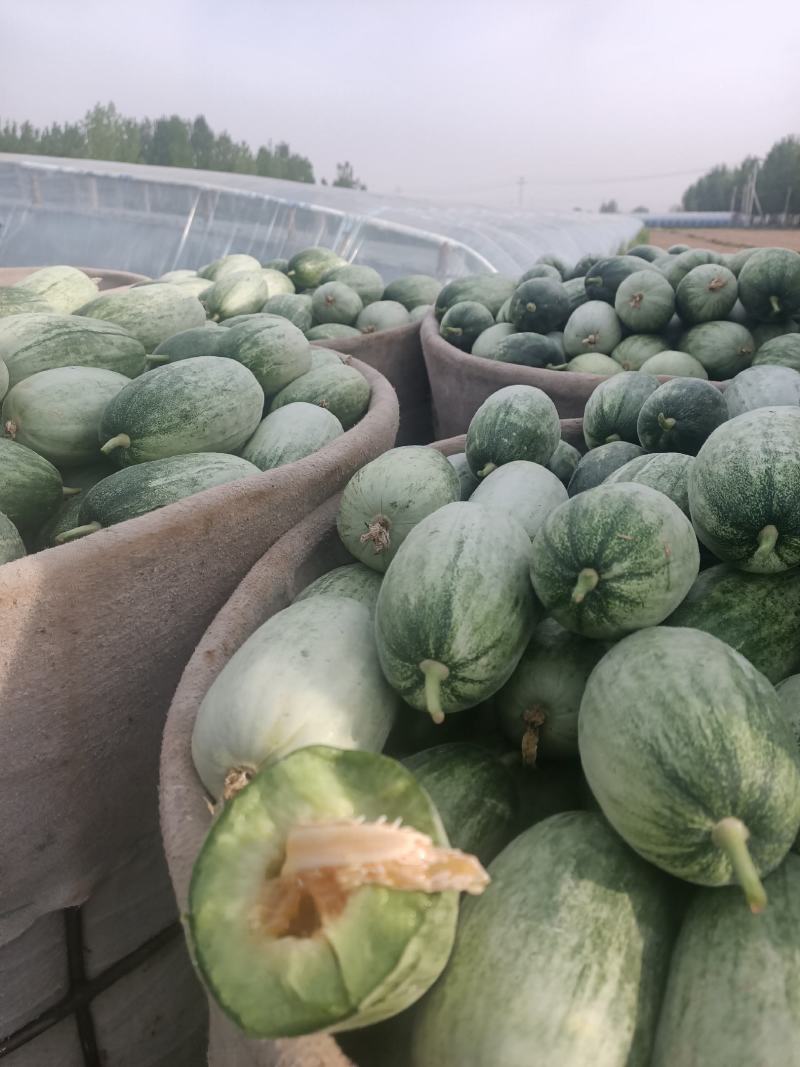 【博洋61甜瓜】河北博洋甜瓜现摘现发脆甜多汁欢迎咨询