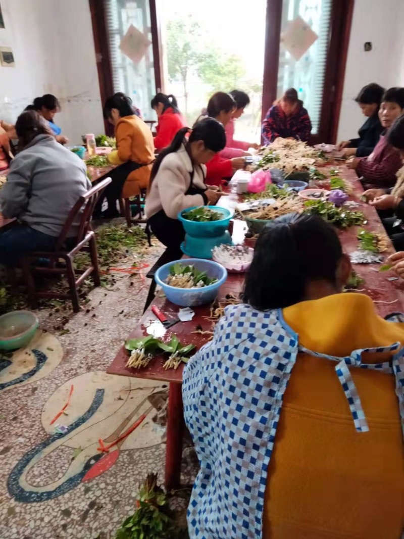 高产嫁接油茶苗嫁接中......