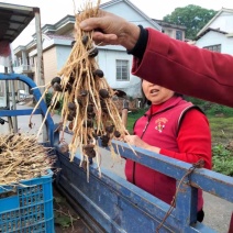 高产嫁接油茶苗嫁接中......