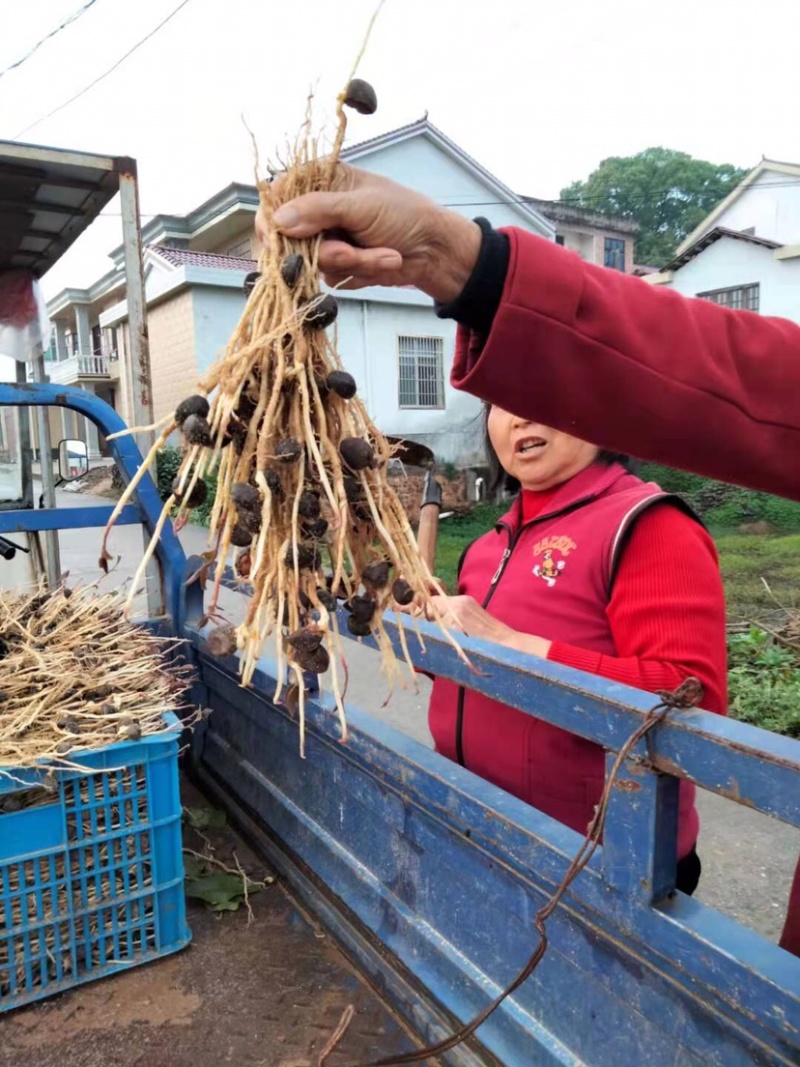 高产嫁接油茶苗嫁接中......