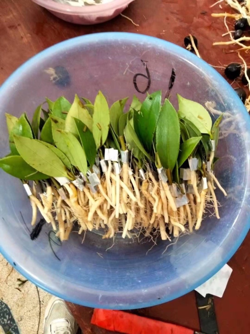 高产嫁接油茶苗嫁接中......