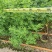 双夹槐各种规格基地大量现货，欢迎各位客户咨询