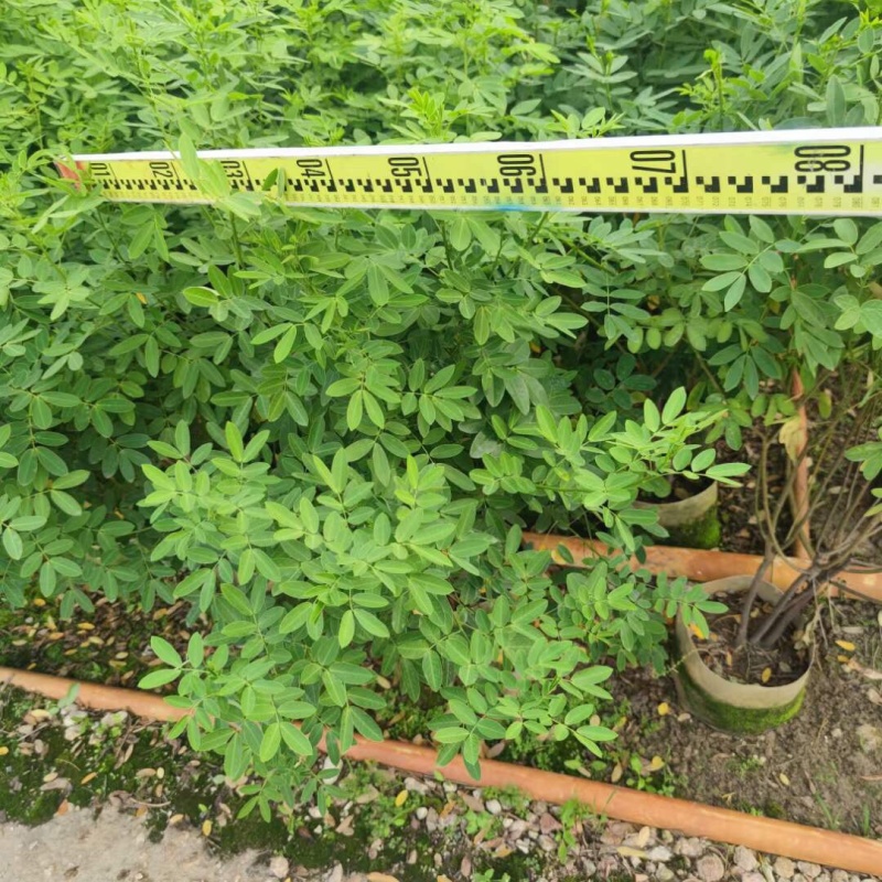 双夹槐各种规格基地大量现货，欢迎各位客户咨询