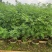 双夹槐各种规格基地大量现货，欢迎各位客户咨询