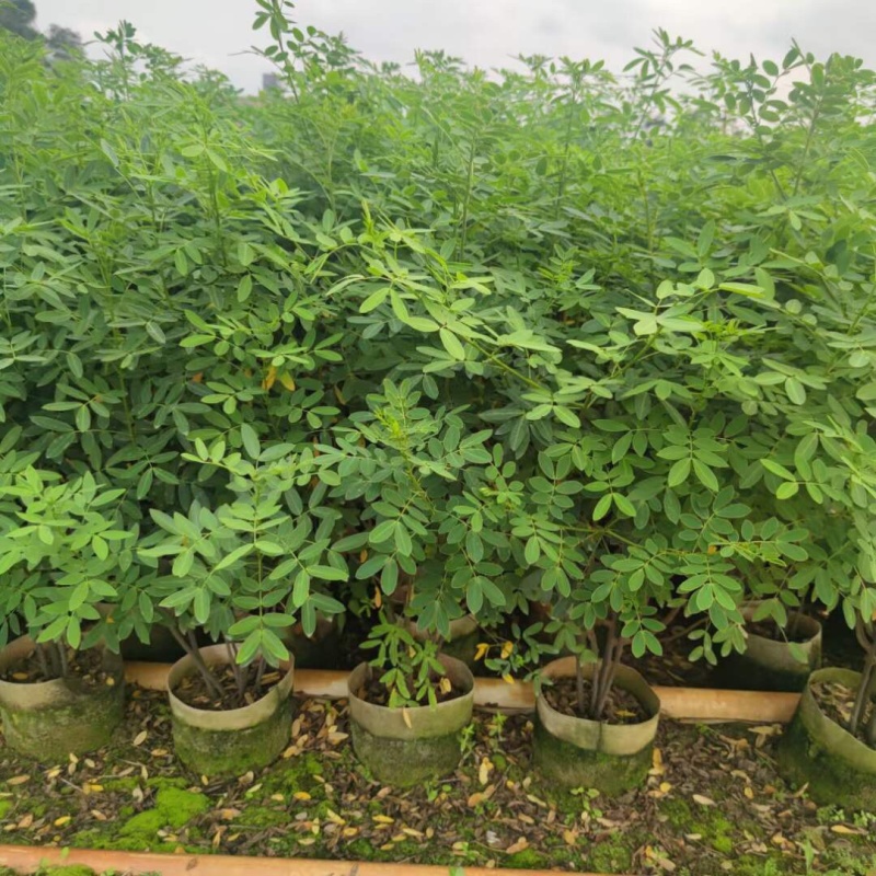 双夹槐各种规格基地大量现货，欢迎各位客户咨询