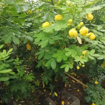 双夹槐各种规格基地大量现货，欢迎各位客户咨询