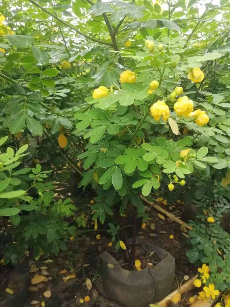 双夹槐各种规格基地大量现货，欢迎各位客户咨询