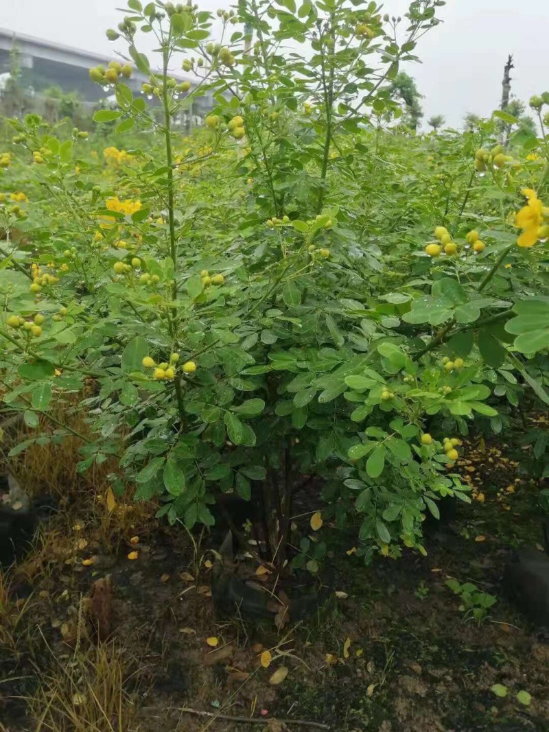 双夹槐各种规格基地大量现货，欢迎各位客户咨询