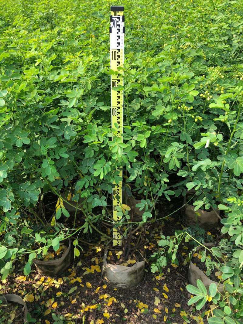 双夹槐各种规格基地大量现货，欢迎各位客户咨询