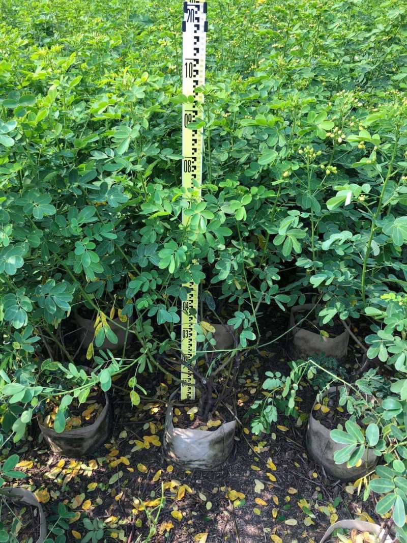 双夹槐各种规格基地大量现货，欢迎各位客户咨询