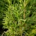 迷迭香绿植盆栽可食用四季常青室内植物净化空气防蚊驱
