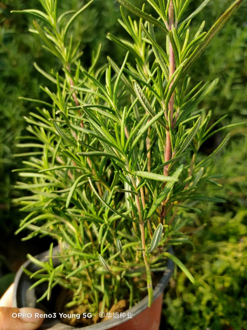 迷迭香绿植盆栽可食用四季常青室内植物净化空气防蚊驱