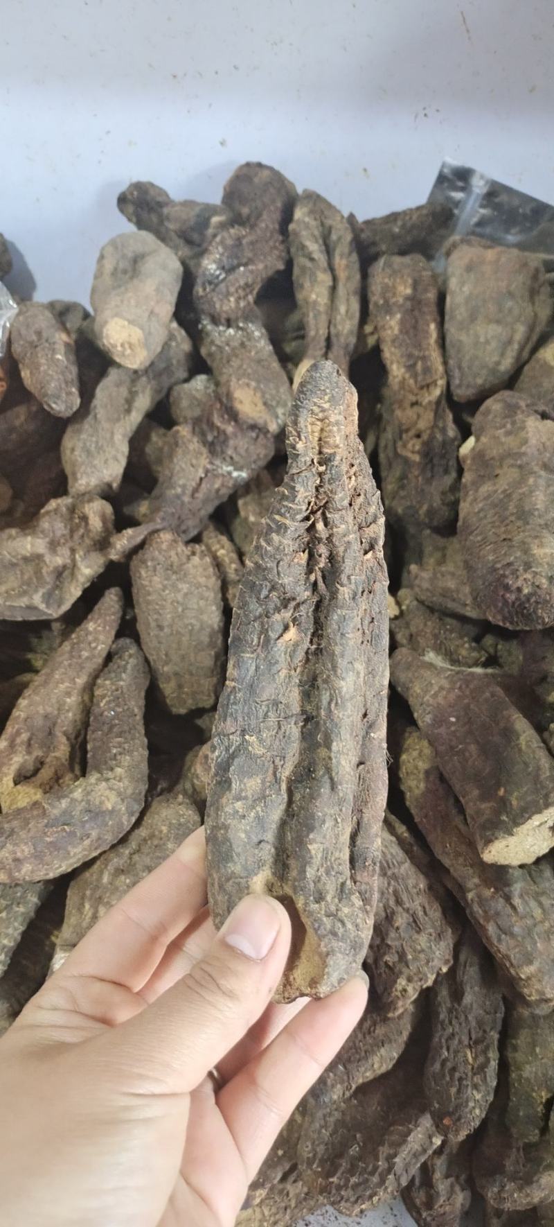 长白山脚下，肉苁蓉泡酒特别好精品现货