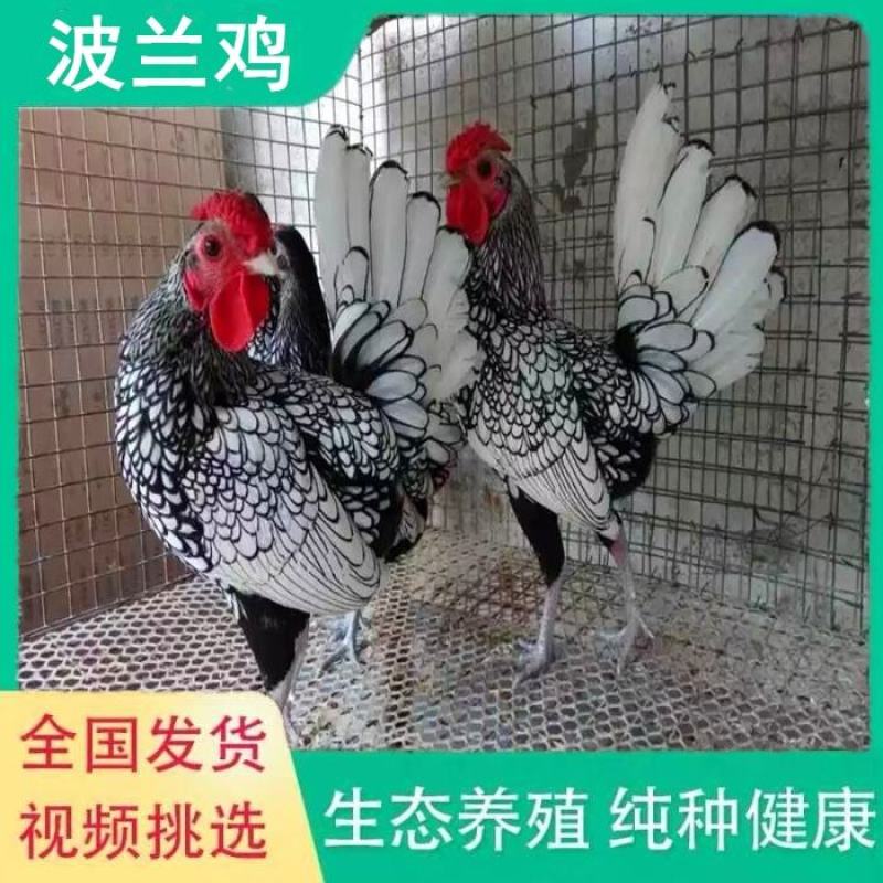 供应黑白花波兰鸡苗观赏鸡活体波兰种鸡矮脚鸡