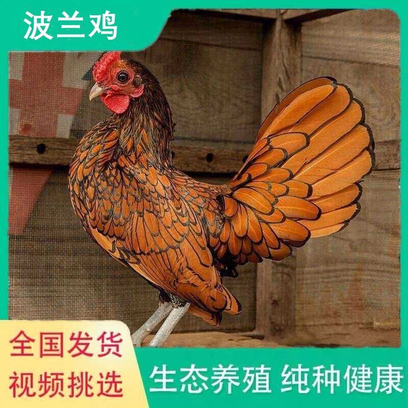 供应黑白花波兰鸡苗观赏鸡活体波兰种鸡矮脚鸡