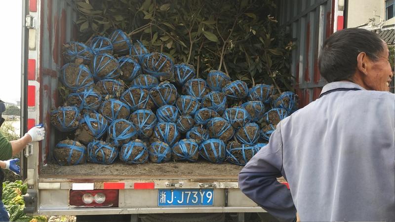 浙江台州二年白沙枇杷苗水果苗软条枇杷明年结果