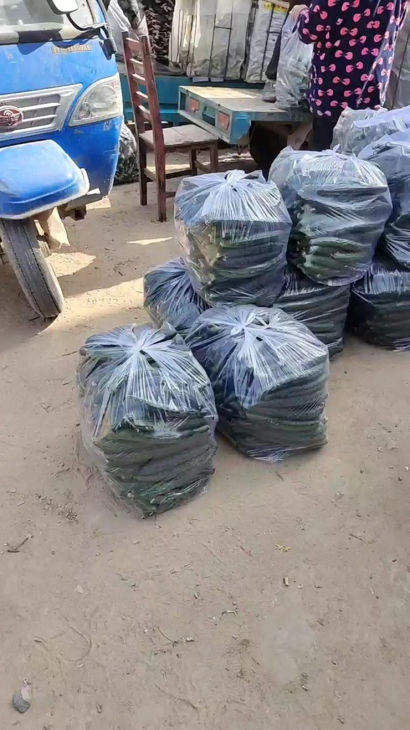 黄瓜，无嫁接，口感好，价格低。提供包装。可以精品挑选分类