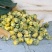 菊花茶胎菊王500g散装桐乡正杭白宗菊花茶级特菊花茶贡茶