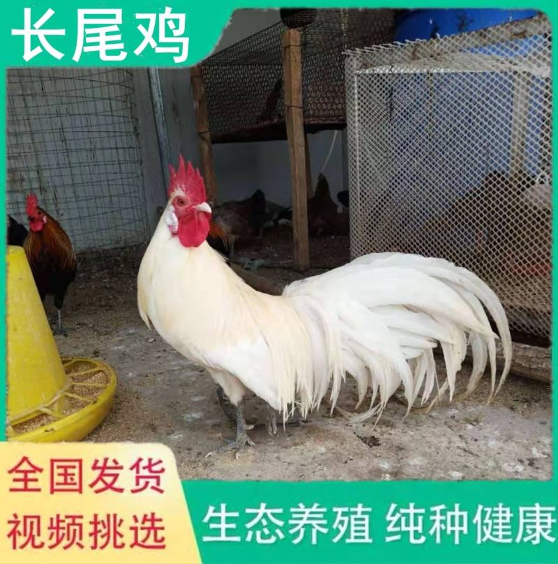 供应日本白长尾鸡小青年鸡黑长尾红长尾种鸡观赏鸡活体养殖