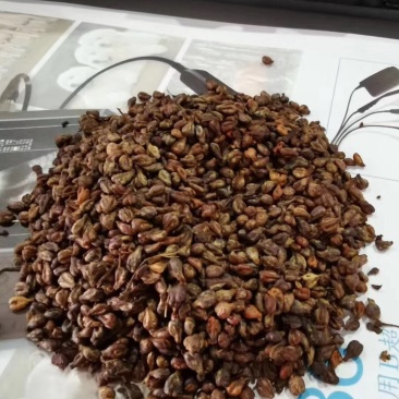 葡萄籽，鸡鸭鹅好料，牛羊育肥效果很好！