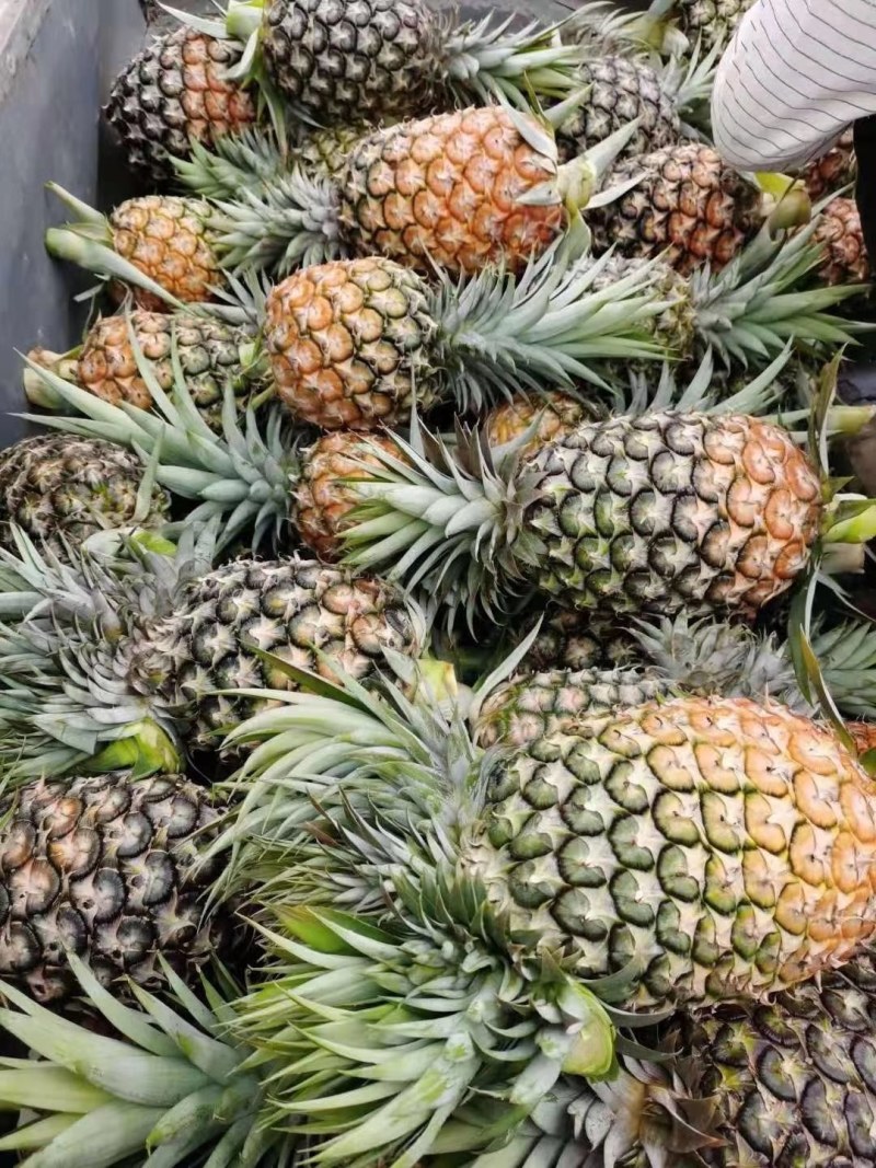 版纳菠萝热带水果