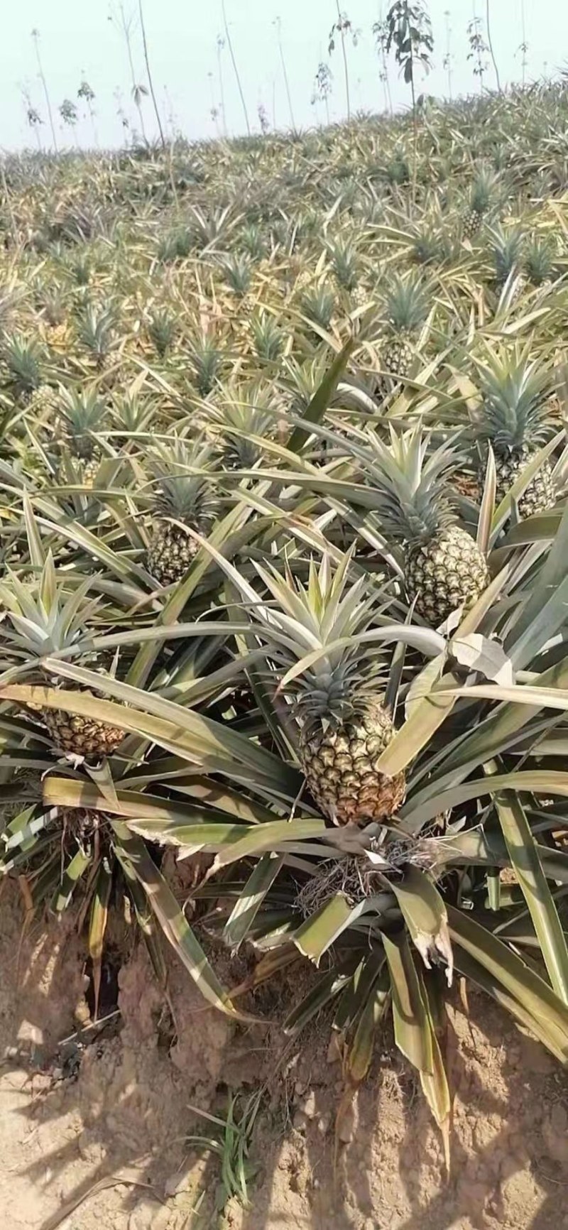 版纳菠萝热带水果