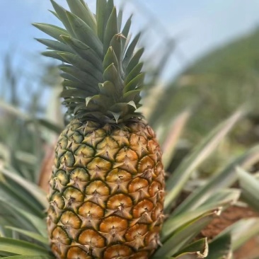 版纳菠萝热带水果