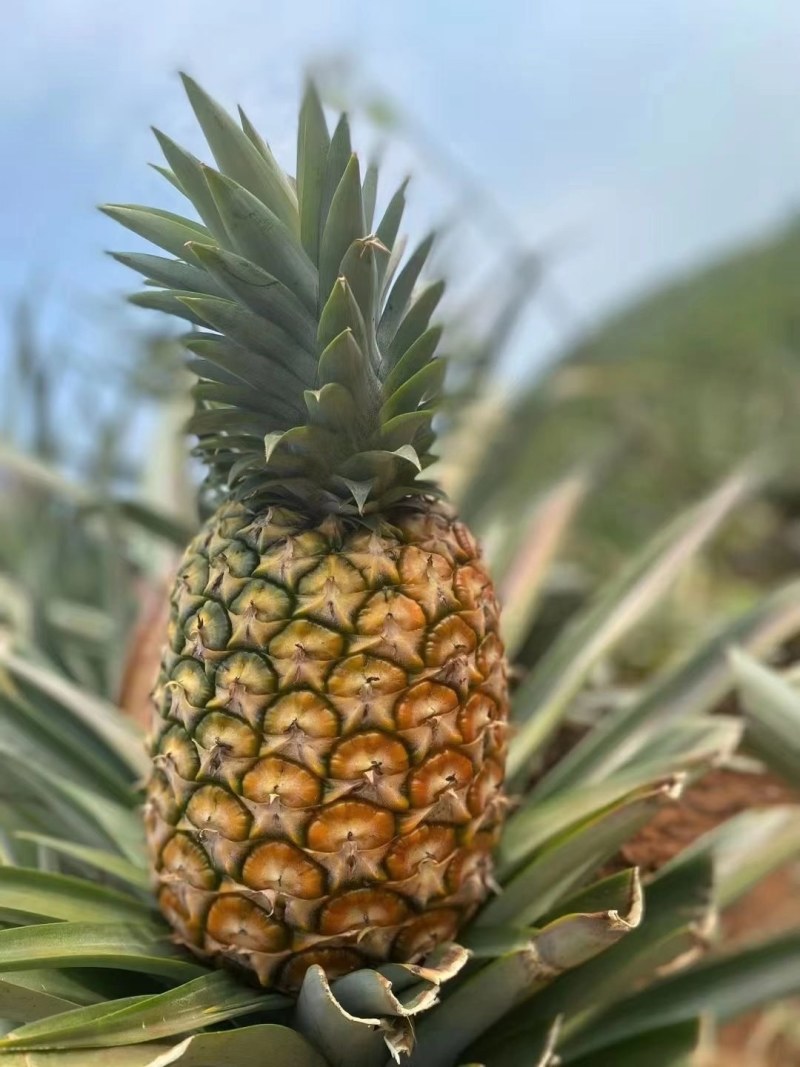 版纳菠萝热带水果