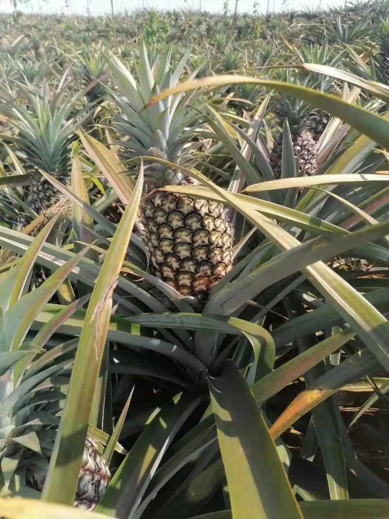 版纳菠萝热带水果
