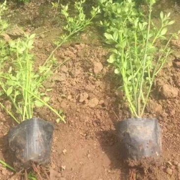 营养杯迎春，根系好，质量优，苗圃直发，欢迎询价