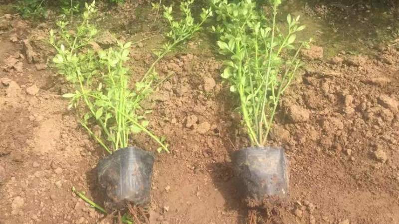 营养杯迎春，根系好，质量优，苗圃直发，欢迎询价