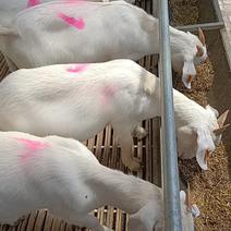 美国白山羊，生长速度快，适应能力强，抗病能力强，产仔率高