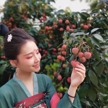 妃子笑荔枝白糖婴大量供应产地直发