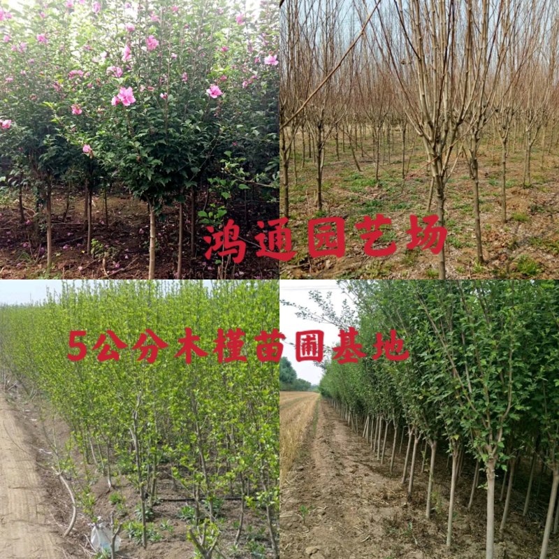 优质独杆红花木槿6公分8公分10公分丛生木槿基地直销