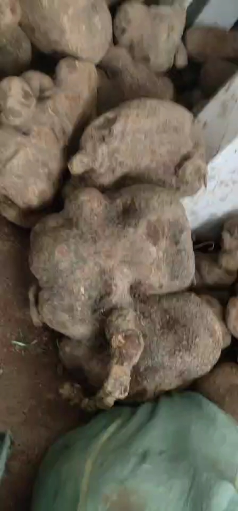 蛇莲，大货鲜货批发