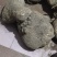 蛇莲，大货鲜货批发