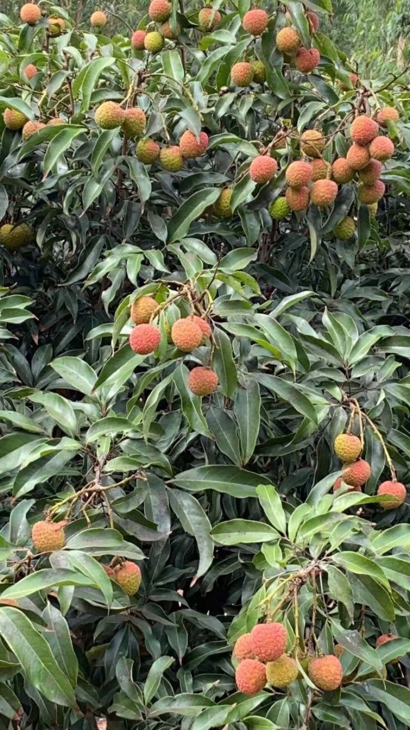 荔枝广东徐闻荔枝.白头罂.白糖罂.