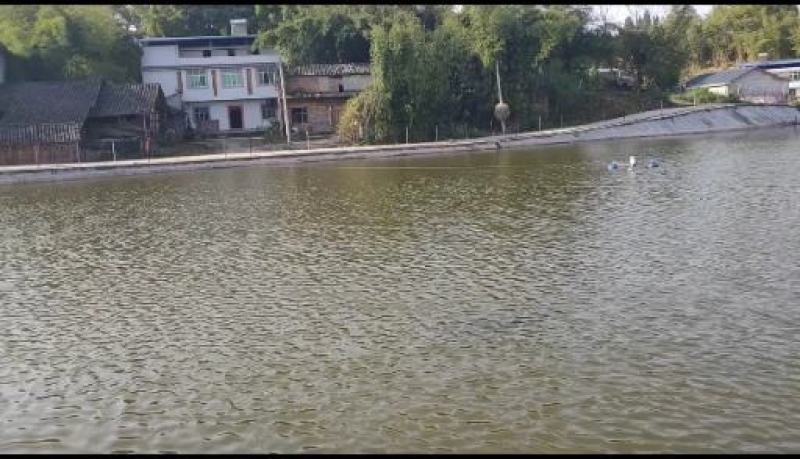 本场大量提供各种鱼苗，鱼苗体格好，成活率高容易养殖